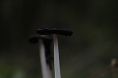 Coprinopsis picacea