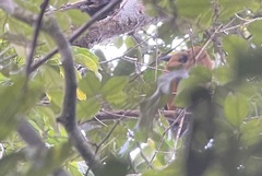 Perissocephalus tricolor