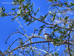 Curruca melanocephala