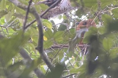 Perissocephalus tricolor