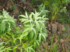Buddleja asiatica