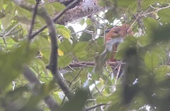 Perissocephalus tricolor