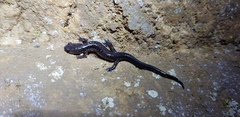 Plethodon jacksoni