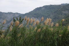 Phragmites vallatoria