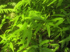 Dicranopteris