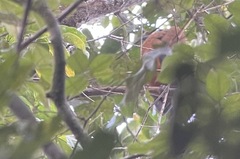 Perissocephalus tricolor