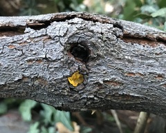 Tremella mesenterica