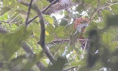 Perissocephalus tricolor