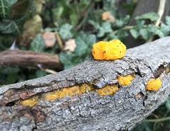 Tremella mesenterica