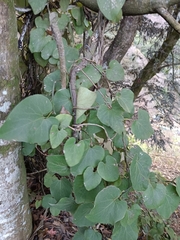 Aristolochia shimadae