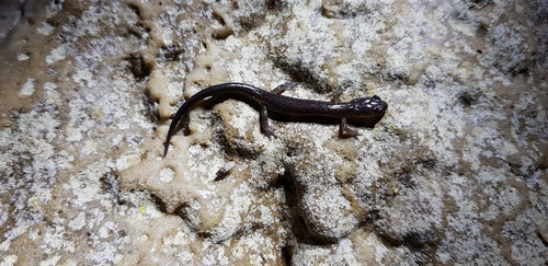 Blacksburg Salamander