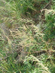 Cenchrus polystachios