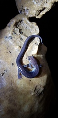 Plethodon jacksoni