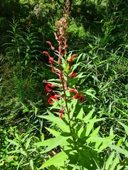 Lobelia tupa