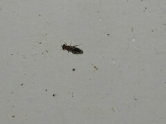 Sarginae