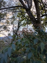 Tetradium glabrifolium