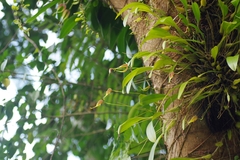 Bulbophyllum maxillare