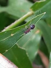 Meranoplus bicolor