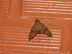 Pachylioides resumens