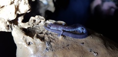 Plethodon jacksoni