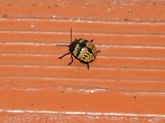 Platyphora rubropunctata