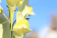 Macrosiphum