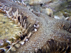 Astropecten polyacanthus