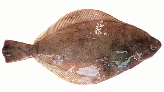 Shotted Halibut