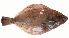 Shotted Halibut photo 1
