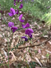Indigofera australis