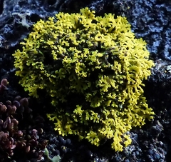 Candelaria concolor