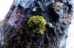 Candelaria concolor