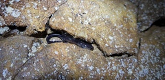 Plethodon jacksoni