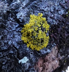 Candelaria concolor
