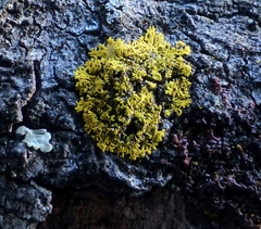 Candelaria concolor