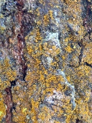 Trentepohlia