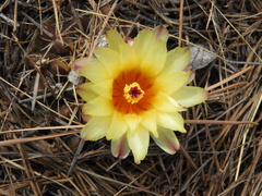 Parodia mammulosa