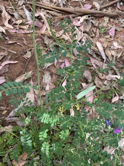 Indigofera australis