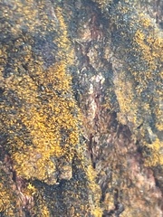 Trentepohlia