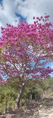 Tabebuia rosea