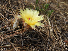 Parodia mammulosa