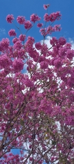 Tabebuia rosea