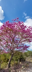 Tabebuia rosea