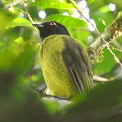 Carpornis melanocephala