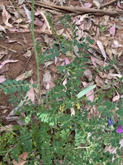 Indigofera australis