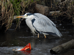 Ardea cinerea