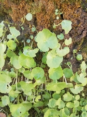 Umbilicus horizontalis