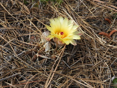 Parodia mammulosa
