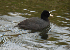 Fulica atra