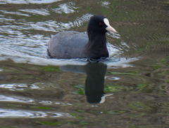 Fulica atra